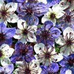 Love-in-a-Mist Seeds – Ebony & Ivory
