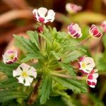 Zaluzianskya Plants – Star Balsam