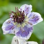 Love-in-a-Mist Seeds – Delft Blue