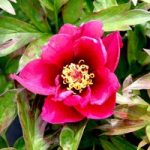 Paeonia Plant – ITOH Pink Ardour