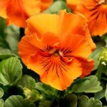 Pansy Seeds – F1 Frizzle Sizzle Orange
