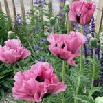 Papaver Plant – Pink Perfection