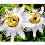 Passion Flower Seeds – caerulea