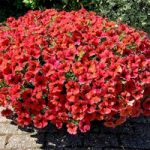 Super Petunia (Beautical) Plants – Bordeaux