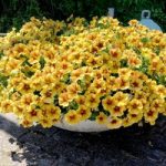 Super Petunia (Beautical) Plants – Caramel Yellow