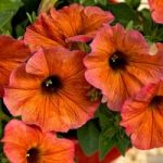 Super Petunia (Beautical) Plants – Cinnamon