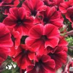 Petunia Plants – Fiona Flash