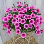 Petunia Surfinia Large Flowered Plants – Pink Vein