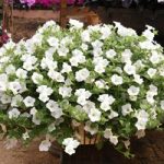 Petunia Surfinia Plants – White