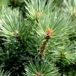 Pinus sylvestris Plant – Watereri