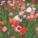 Poppy (Organic) Seeds – Mix