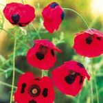 Poppy Seeds – Ladybird