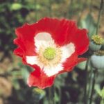 Poppy Seeds – Danish Flag
