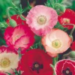 Poppy Seeds – Shirley Mix