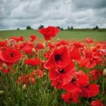 Poppy Seeds – Field Poppy (rhoeas)