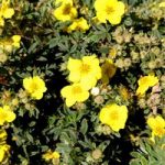 Potentilla fruticosa Plant – Sommerflor