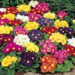 Primrose Seeds – Springtide Mix