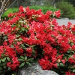 Rhododendron Plant – Scarlet Wonder