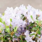 Rhododendron Plant – Blue Tit