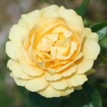 Rose Plant – Absolutely Fabulous
