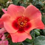 Rose Plant – For Your Eyes Only
