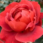 Rose Plant – Hot Chocolate