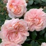 Rose Plant – Joie de Vivre