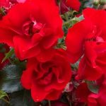 Rose Plant – Moment in Time