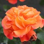 Rose Plant – Precious Amber