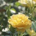 Rose Plant – Precious Gold