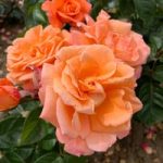 Rose Plant – Scent From Heaven