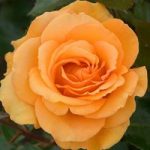 Rose Plant – Super Trouper
