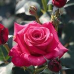 Rose Plant – Timeless Charisma