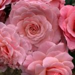 Rose Plant – Tickled Pink