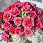 Rose Plant – Timeless Pink