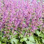 Salvia Seeds – Purple Fairy Tale