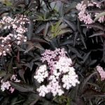 Sambucas nigra Plant – Black Beauty