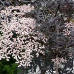 Sambucus nig. Plant – Black Lace