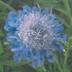 Scabious japonica Seeds – Ritz Blue