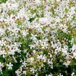 Saponaria White Beauty