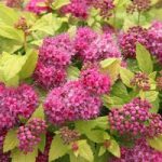 Spiraea japonica Plant – DOUBLE PLAY® GOLD Proven Winners®