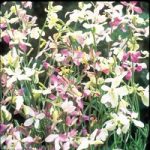 Night Scented Stock Seeds – Evening Fragrance