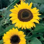 Sunflower Seeds – Collection