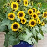 Sunflower Seeds – Waooh!