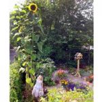 Sunflower Seeds – Giraffe