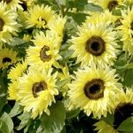 Sunflower Seeds – Garden Statement