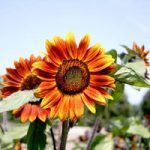 Sunflower (Organic) Seeds – Medium Red Flower