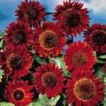 Sunflower Seeds – Ruby Sunset