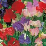 Sweet Pea Seeds – Old Fashioned Scented Mix