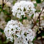 Viburnum burkwoodii Plant – Anne Russell